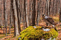 Goshawk (Accipiter gentilis) female perched on plucking site in old-growth Beech (Fagus sylvatica) forest, Abruzzo, Lazio and Molise National Park / Parco Nazionale d&#39;Abruzzo, Lazio e Molise UNESC...