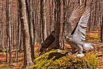 Goshawk (Accipiter gentilis) female and male exchanging prey at plucking site in old-growth Beech (Fagus sylvatica) forest, . Abruzzo, Lazio and Molise National Park / Parco Nazionale d&#39;Abruzzo, L...