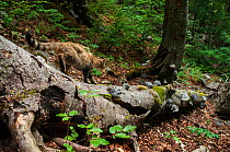 Eurasian wildcat (Felis sylvestris) walking on the trunk of a fallen old-growth Beech (Fagus sylvatica) forest tree, Abruzzo, Lazio and Molise National Park / Parco Nazionale d&#39;Abruzzo, Lazio e Mo...