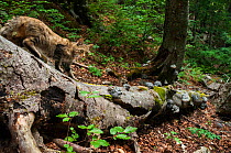 Eurasian wildcat (Felis sylvestris) walking on the trunk of a fallen old-growth Beech (Fagus sylvatica) forest tree, Abruzzo, Lazio and Molise National Park / Parco Nazionale d&#39;Abruzzo, Lazio e Mo...