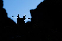 Stag beetle (Ceruchus chrysomelinus) silhouette in old-growth Beech (Fagus sylvatica) forest. UNESCO World Heritage Site. Abruzzo, Lazio and Molise National Park, Italy. July
