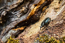Hermit beetle (Osmoderma eremita) male in decaying wood of old-growth Beech (Fagus sylvatica) forest tree. Endangered species. UNESCO World Heritage Site. Abruzzo, Lazio and Molise National Park, Ital...