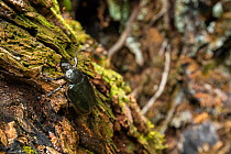 Hermit beetle (Osmoderma eremita) male in decaying wood in old-growth Beech (Fagus sylvatica) forest. Endangered species. UNESCO World Heritage Site. Abruzzo, Lazio and Molise National Park, Italy. Au...