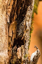 Treecreeper (Certhia familiaris) returning to nest built under bark of dead old-growth Beech (Fagus sylvatica) forest tree, Abruzzo, Lazio and Molise National Park / Parco Nazionale d&#39;Abruzzo, Laz...
