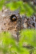 Nuthatch (Sitta europaea) nest in old-growth Beech (Fagus sylvatica) forest. Abruzzo, Lazio and Molise National Park / Parco Nazionale d&#39;Abruzzo, Lazio e Molise UNESCO World Heritage Site Italy. J...