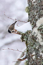 Marsh tit (Parus palustris) searching for food on centuries-old Beech (Fagus sylvatica) tree bark in Coppo del Principe old-growth beech forest during a winter snowfall. Abruzzo, Lazio and Molise Nati...