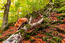 Red fox (Vulpes vulpes) walking along fallen trunk of old Beech (Fagus sylvatica) tree, Coppo del Principe old-growth beech forest in autumn. Abruzzo, Lazio and Molise National Park / Parco Nazionale...