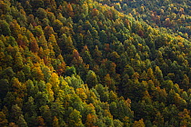 Autumn colors in Val Cervara old-growth Beech (Fagus sylvatica) forest. Europe&#39;s oldest Beech forest. Abruzzo, Lazio and Molise National Park / Parco Nazionale d&#39;Abruzzo, Lazio e Molise UNESCO...