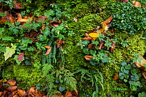Mosses and ferns growing amongst leaf litter in old growth Beech (Fagus sylvatica) forest. Abruzzo, Lazio and Molise National Park / Parco Nazionale d&#39;Abruzzo, Lazio e Molise UNESCO World Heritage...
