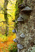 Autumn colours and ancient Beech (Fagus sylvatica) tree with Tinder fungus (Fomes sp.) growing on its trunk in Coppo del Principe old-growth Beech forest. Abruzzo, Lazio and Molise National Park / Par...