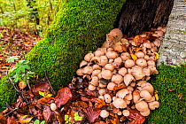 Red vole (Myodes glareolus) sitting on toadstools at the entrance to its den in hollow tree in old growth Beech (Fagus sylvatica) forest, Abruzzo, Lazio and Molise National Park / Parco Nazionale d&#3...