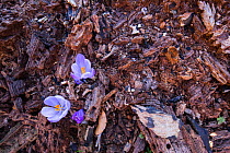 Crocuses (Crocus vernus) emerging from decaying wood in old-growth Beech forest. Abruzzo, Lazio and Molise National Park / Parco Nazionale d&#39;Abruzzo, Lazio e Molise UNESCO World Heritage Site Ital...
