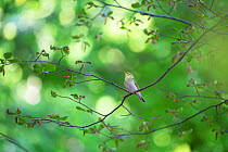 Wood warbler (Phylloscopus sibilatrix) singing on tree branch in old-growth Beech (Fagus sylvatica) forest. UNESCO World Heritage Site. Abruzzo, Lazio and Molise National Park, Italy. June