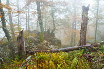 Fallen trees in Coppo del Principe old-growth Beech (Fagus sylvatica) forest. Abruzzo, Lazio and Molise National Park / Parco Nazionale d&#39;Abruzzo, Lazio e Molise UNESCO World Heritage Site Pescass...