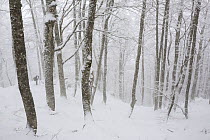 Photographer at work among centuries-old Beech (Fagus sylvatica) trees in Coppo del Principe old-growth beech forest during winter snowfall. Abruzzo, Lazio and Molise National Park / Parco Nazionale d...