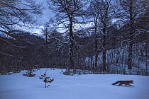 Red fox (Vulpes vulpes) moving at twilight in Coppo del Principe old-growth Beech (Fagus sylvatica) forest in winter. Abruzzo, Lazio and Molise National Park / Parco Nazionale d&#39;Abruzzo, Lazio e M...
