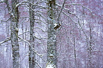 Centuries-old Beech (Fagus sylvatica) trees in Coppo del Principe old-growth beech forest during a winter snowfall. Abruzzo, Lazio and Molise National Park / Parco Nazionale d&#39;Abruzzo, Lazio e Mol...