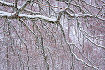 Snow-covered branches of centuries-old Beech (Fagus sylvatica) trees in Coppo del Principe old-growth beech forest during a winter snowfall. Abruzzo, Lazio and Molise National Park / Parco Nazionale d...