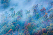 Autumn colors in Coppo del Morto old-growth Beech (Fagus sylvatica) forest. Abruzzo, Lazio and Molise National Park / Parco Nazionale d&#39;Abruzzo, Lazio e Molise UNESCO World Heritage Site Pescasser...