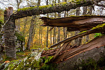 Detail of fallen tree in Selva Moricento old-growth Beech (Fagus sylvatica) forest in autumn. Abruzzo, Lazio and Molise National Park / Parco Nazionale d&#39;Abruzzo, Lazio e Molise UNESCO World Herit...