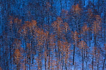Sunset light on trees Val Cervara old-growth Beech (Fagus sylvatica) forest after winter snowfall, Europe&#39;s oldest Beech forest, Abruzzo, Lazio and Molise National Park / Parco Nazionale d&#39;Abr...