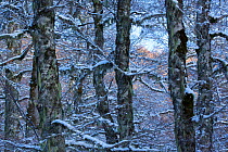 Details of centuries-old Beech trees (Fagus sylvatica) in the Val Cervara old-growth beech forest after winter snowfall. Europe&#39;s oldest Beechforest. Abruzzo, Lazio and Molise National Park / Parc...