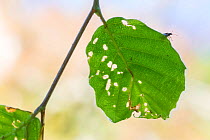 Beech weevil (Orchestes fagi) and damaged Beech (Fagus sylvatica) leaf in old-growth forest. Abruzzo, Lazio and Molise National Park / Parco Nazionale d&#39;Abruzzo, Lazio e Molise UNESCO World Herita...