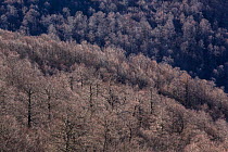 Centuries-old beech (Fagus sylvatica) trees in Coppo del Morto old-growth forest. Abruzzo, Lazio and Molise National Park / Parco Nazionale d&#39;Abruzzo, Lazio e Molise UNESCO World Heritage Site Pes...