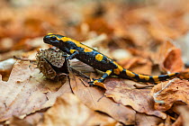 Apennine fire salamander (Salamandra salamandra gigliolii) juvenile and Beech (Fagus sylvatica) nut shell. Abruzzo, Lazio and Molise National Park / Parco Nazionale d&#39;Abruzzo, Lazio e Molise UNESC...