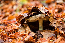 Fungus, probably Russula sp, emerging from leaf litter in old-growth Beech (Fagus sylvatica) forest. Abruzzo, Lazio and Molise National Park / Parco Nazionale d&#39;Abruzzo, Lazio e Molise UNESCO Worl...