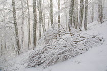 Fallen tree in Coppo del Principe old-growth Beech (Fagus sylvatica) forest during a winter snowfall. Abruzzo, Lazio and Molise National Park / Parco Nazionale d&#39;Abruzzo, Lazio e Molise UNESCO Wor...