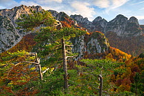 Autumn colors in the Camosciara mountains where Black pine (Pinus nigra) forest meets Cacciagrande old-growth Beech (Fagus sylvatica) forest. Abruzzo, Lazio and Molise National Park / Parco Nazionale...