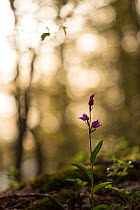 Red Helleborine orchid (Cephalanthera rubra) in old-growth Beech (Fagus sylvatica) forest. Abruzzo, Lazio and Molise National Park / Parco Nazionale d&#39;Abruzzo, Lazio e Molise UNESCO World Heritage...