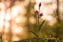 Red Helleborine orchid (Cephalanthera rubra) in old-growth Beech (Fagus sylvatica) forest. Abruzzo, Lazio and Molise National Park / Parco Nazionale d&#39;Abruzzo, Lazio e Molise UNESCO World Heritage...
