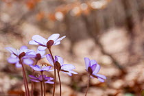 Liverleaf (Hepatica nobilis) in old-growth Beech forest. Abruzzo, Lazio and Molise National Park / Parco Nazionale d&#39;Abruzzo, Lazio e Molise UNESCO World Heritage Site Italy. April