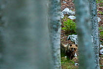 Marsican / Apennine brown bear (Ursus arctos marsicanus) adult seen through old growth Beech (Fagus sylvatica) forest trees, Abruzzo, Lazio and Molise National Park / Parco Nazionale d&#39;Abruzzo, La...