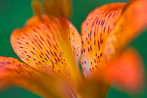 Orange or fire lily (Lilium bulbiferum) detail in old-growth beech forest. Abruzzo, Lazio and Molise National Park / Parco Nazionale d&#39;Abruzzo, Lazio e Molise UNESCO World Heritage Site Italy. Jul...