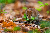 Red vole (Myodes glareolus) collecting leaves from leaf litter in old growth Beech (Fagus sylvatica) forest. Abruzzo, Lazio and Molise National Park / Parco Nazionale d&#39;Abruzzo, Lazio e Molise UNE...