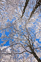 Beech tree canopy (Fagus sylvatica) in Val Cervara old-growth beech forest after snowfall. This is Europe&#39;s oldest Beech (Fagus sylvatica) forest. Abruzzo, Lazio and Molise National Park / Parco N...