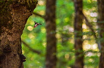 Collared flycatcher (Ficedula albicollis) male flight-displaying in front of centuries-old beech (Fagus sylvatica) tree. Abruzzo, Lazio and Molise National Park / Parco Nazionale d&#39;Abruzzo, Lazio...