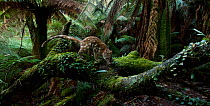 Spotted-tailed quoll (Dasyurus maculatus) scent marking in Monga National Park, New South Wales, Australia. Remote camera, triggered by movement. Highly Commended 2018 Wildlife Photographer Of The Yea...