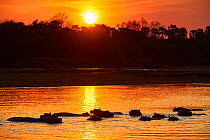 Hippopotamus (Hippopotamus amphibius) at water surface, Luangwa river at sunset South Luangwa National Park, Zambia