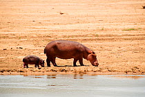 Hippo (Hippopotamus amphibius) female and very young calf on the bank of the Luangwa river, South Luangwa National Park, Zambia