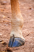Rhodesian / Thornicroft giraffe (Giraffa camelopardalis thornicrofti), close up of hoof, South Luangwa National Park, Zambia