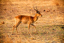 Puku (Kobus vardoni) male, South Luangwa National Park, Zambia