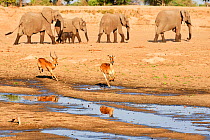 Puku (Kobus vardoni) chasing female with African elephant (Loxodonta africana) in the background, South Luangwa National Park, Zambia