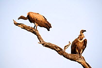 White backed vulture (Gyps africanus), perched on branch, South Luangwa National Park, Zambia
