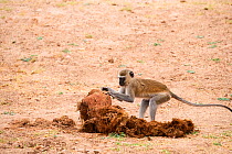 Vervet monkey (Cercopithecus aethiops) foraging for seeds to eat in elephant dung, South Luangwa National Park, Zambia