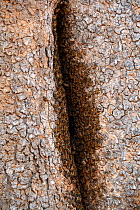 African bee colony (Apis mellifera) on Baobab tree,  South Luangwa National Park, Zambia