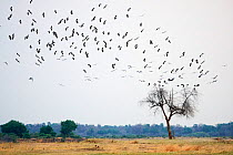 Abdim&#39;s stork (Ciconia abdimii) flock on migration arriving in South Luangwa National Park in november for rainy season, Zambia